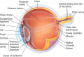 Human eye anatomy.