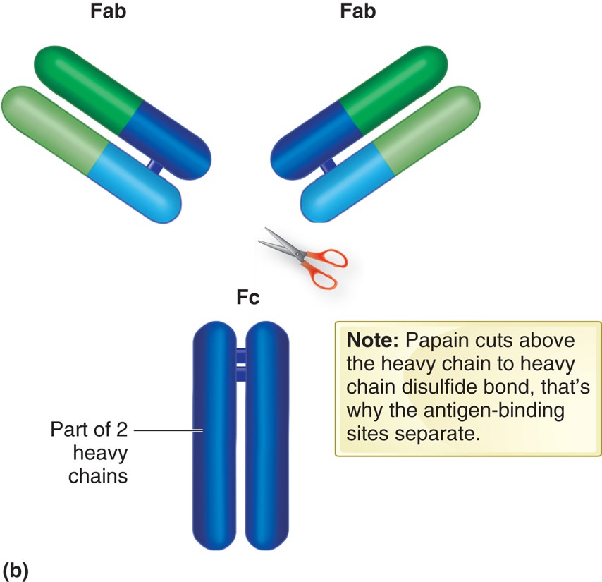 IgG after treatment with papain.