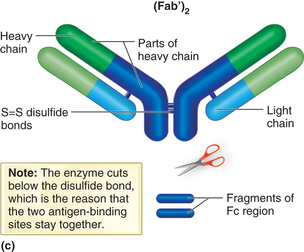 IgG after treatment with pepsin.