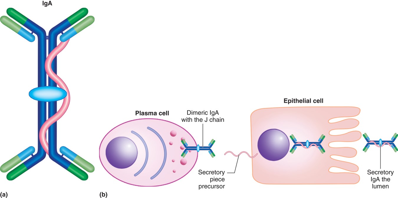 (a) IgA. (b) IgA production.