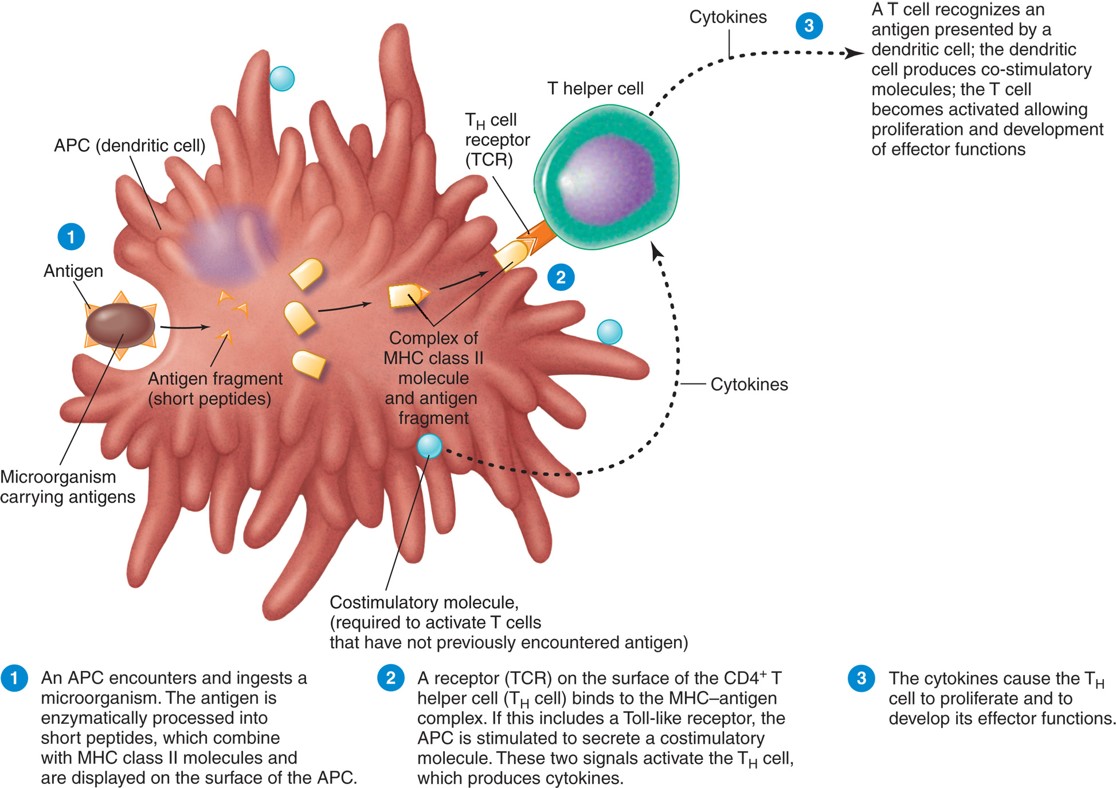 Antigen presentation to a T cell. 