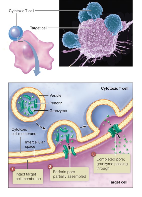 Interaction between a CD8+ T cell and its target. 