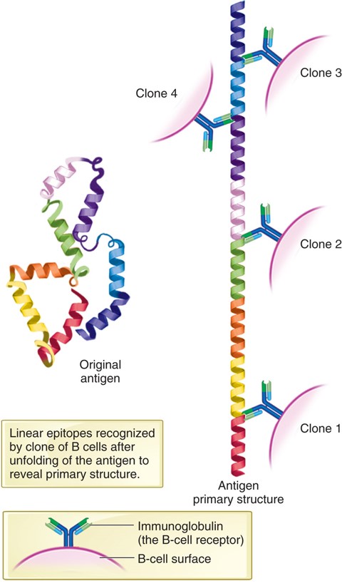 Schematic diagram showing polyclonal response by B cells against linear epitopes.