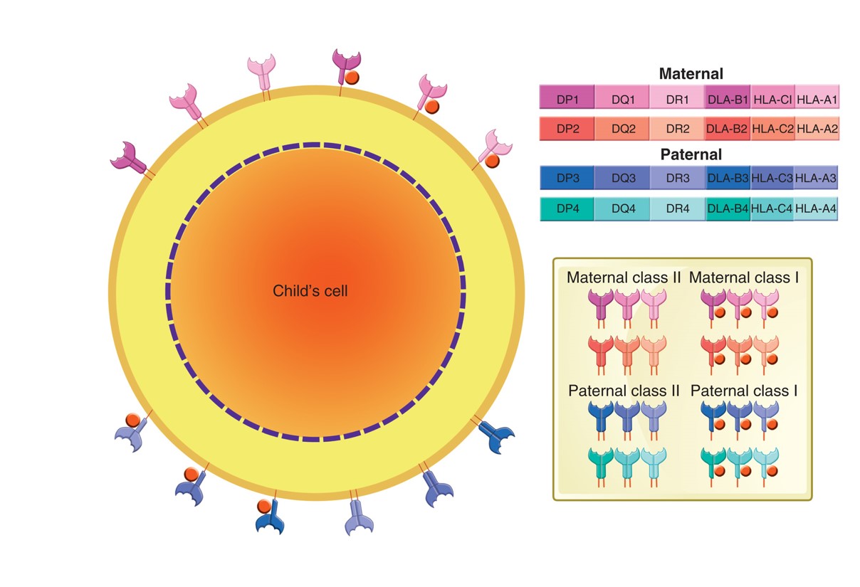 MHC genes and expression.