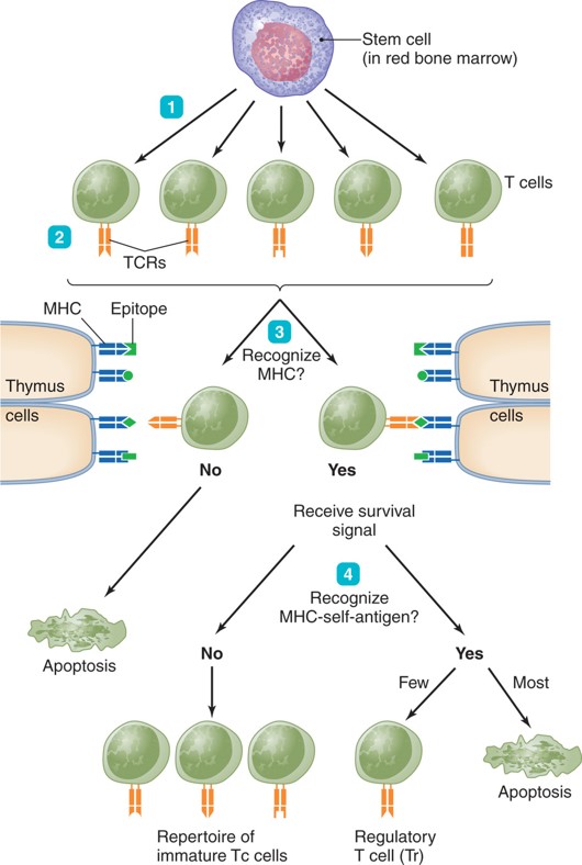 Positive and negative selection during T-cell development. 