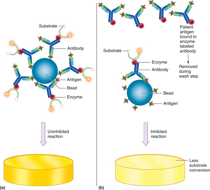 Competitive enzyme immunoassay. (a) Shows the uninhibited reaction and (b) shows the inhibited ...