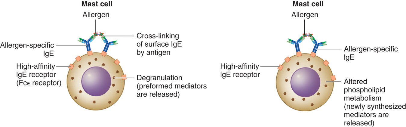 Release of preformed and newly synthesized (de novo) mediators from mast cells.