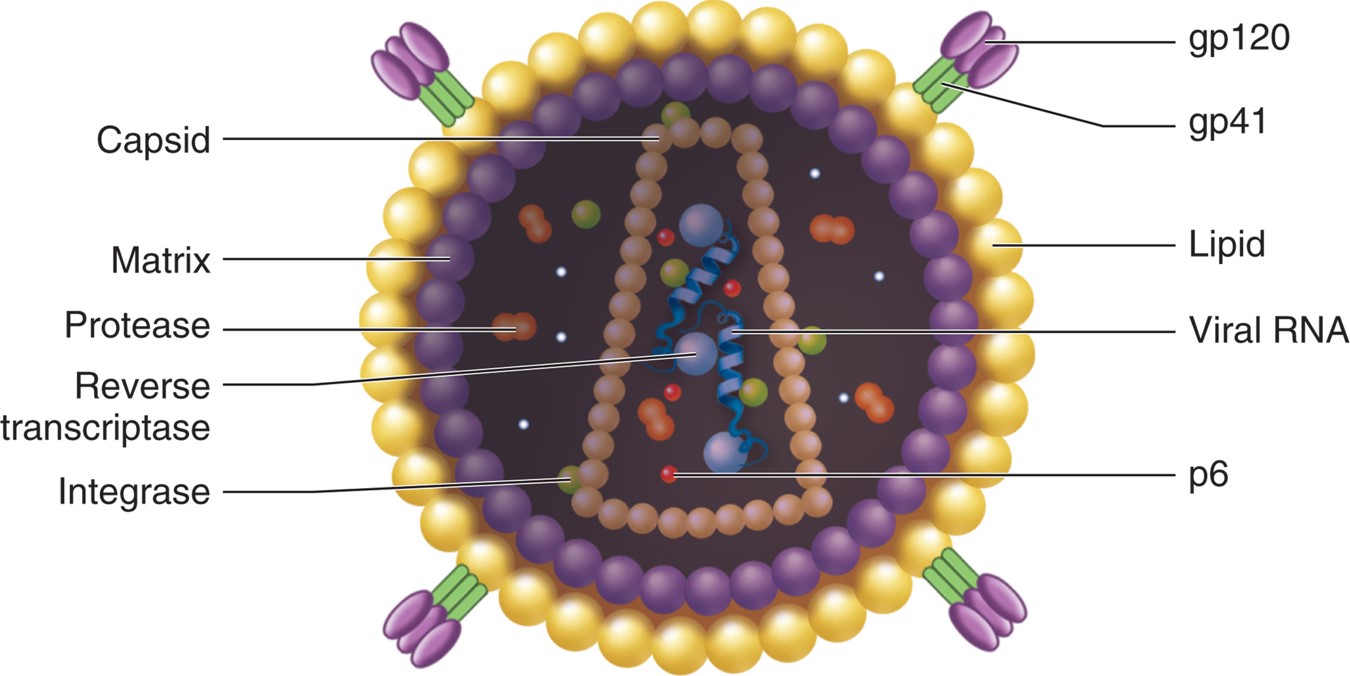 Basic structures of HIV.