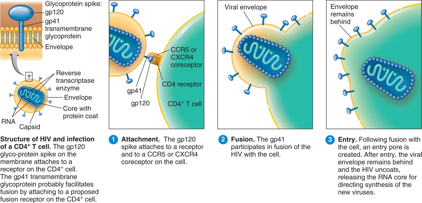 Attachment and cell entry by HIV. 