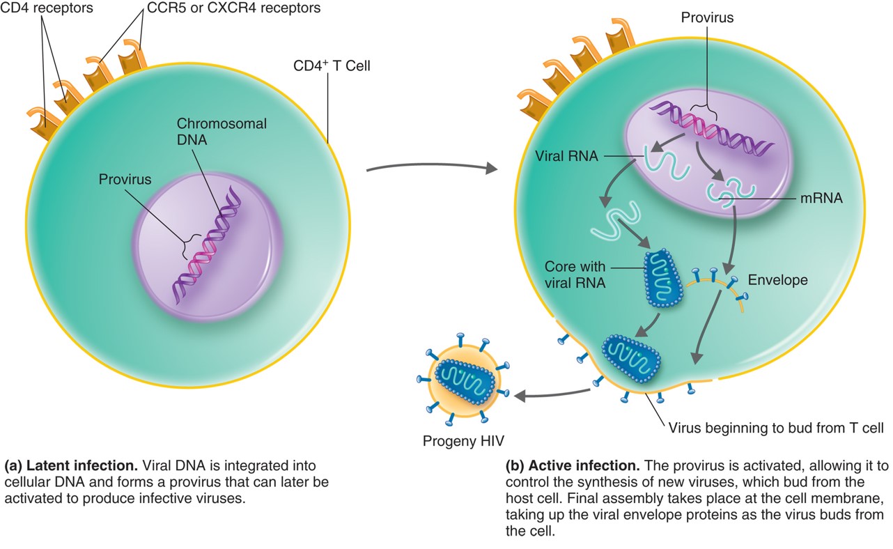 HIV cycle in an infected cell: (a) latent infection; (b) active infection.