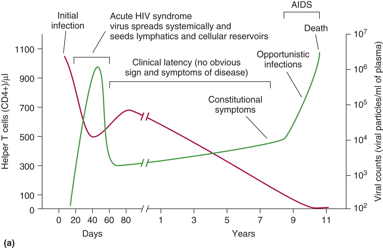 Time course of HIV infection.