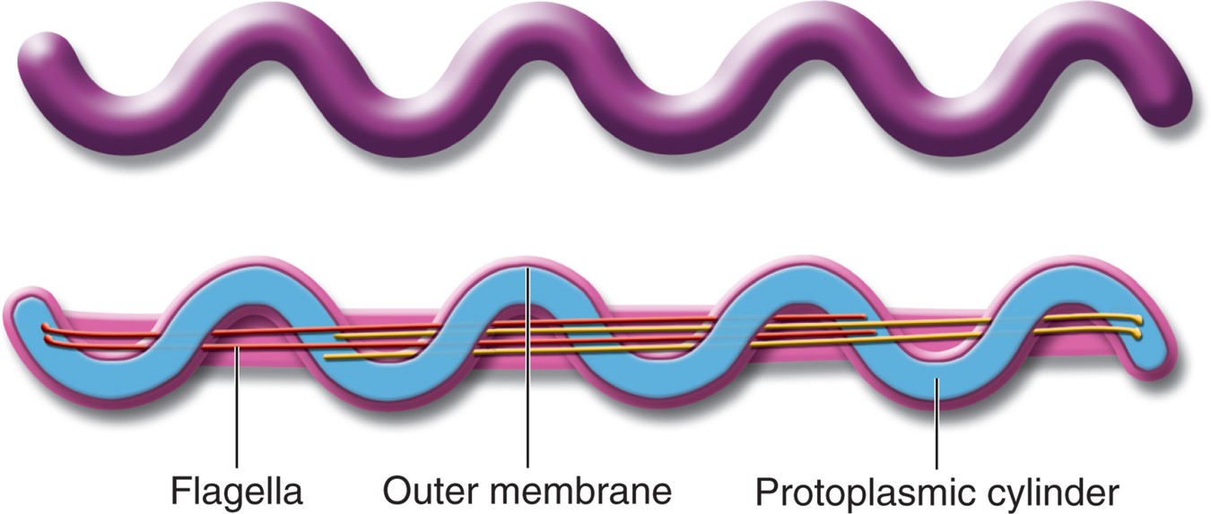 Drawing of spirochete's mobility system (with internal flagellae).