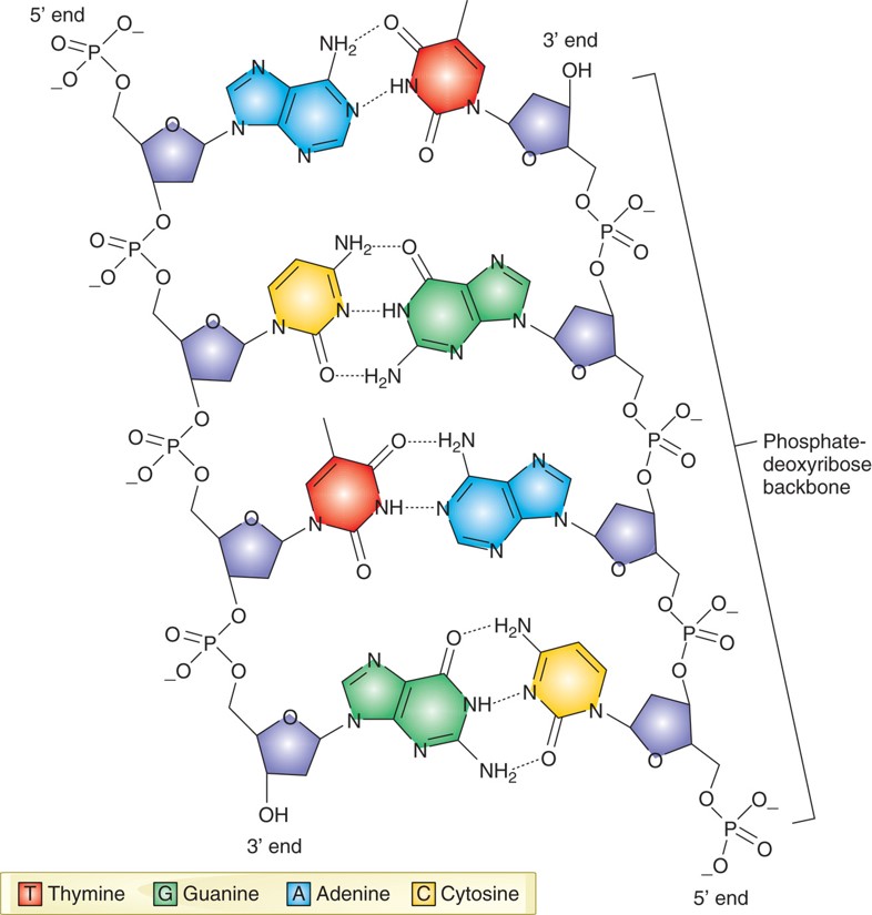 Chemical structure of DNA.