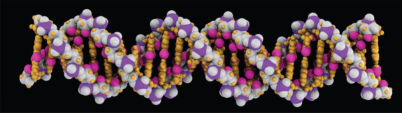 Three-dimensional model of DNA. 