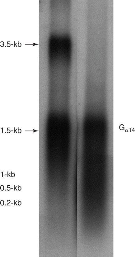 Northern blot of the G14 subunit in the salivary glands of a 1-week-old and a 4- to 6-week-old rat. ...