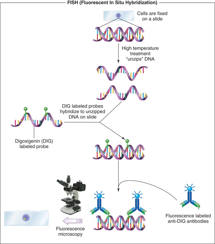 Scheme of the principle of the fluorescent in situ hybridization to localize a gene in the nucleus.