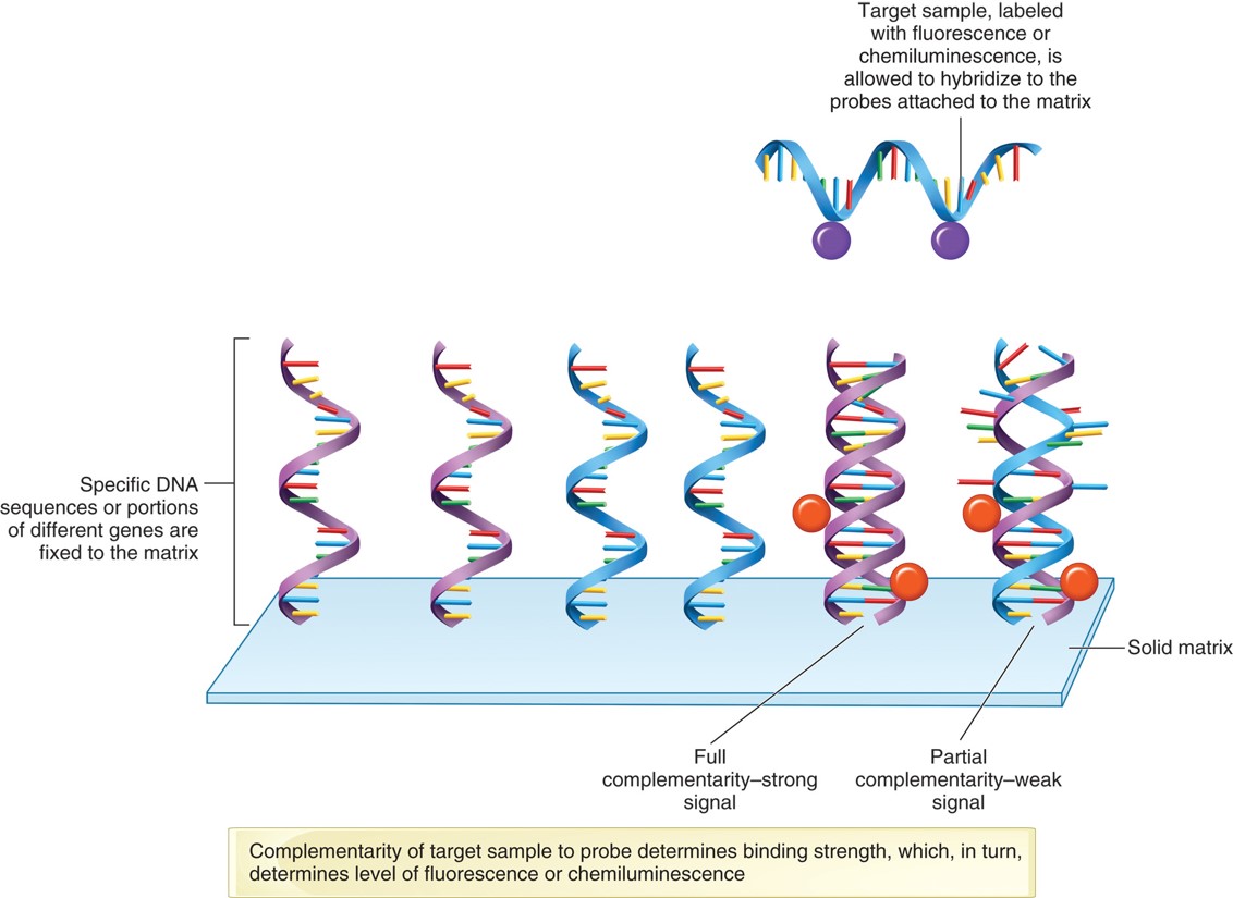 Basic principle of target-probe hybridization in microarray chips.