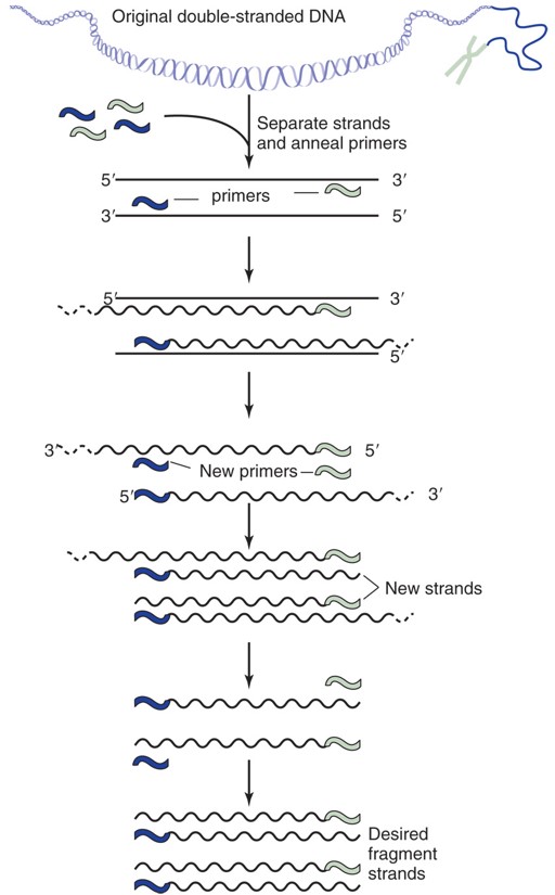 Principles of amplification of selected fragments of DNA by polymerase chain reaction cycling.