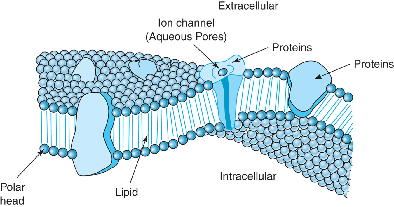 Diagram of a cell membrane. The cell membrane is a double layer of phospholipid molecules with ...