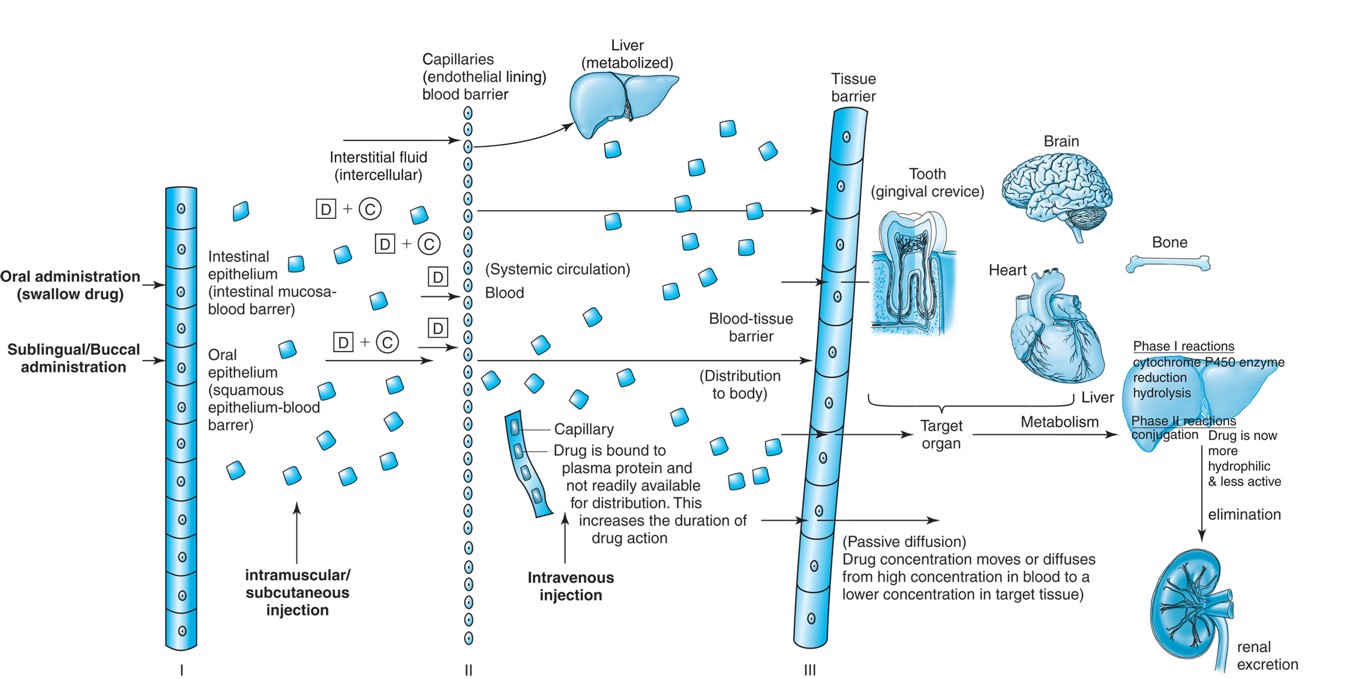 Absorption of a drug through cell membranes into the bloodstream (systemic circulation). The drug ...