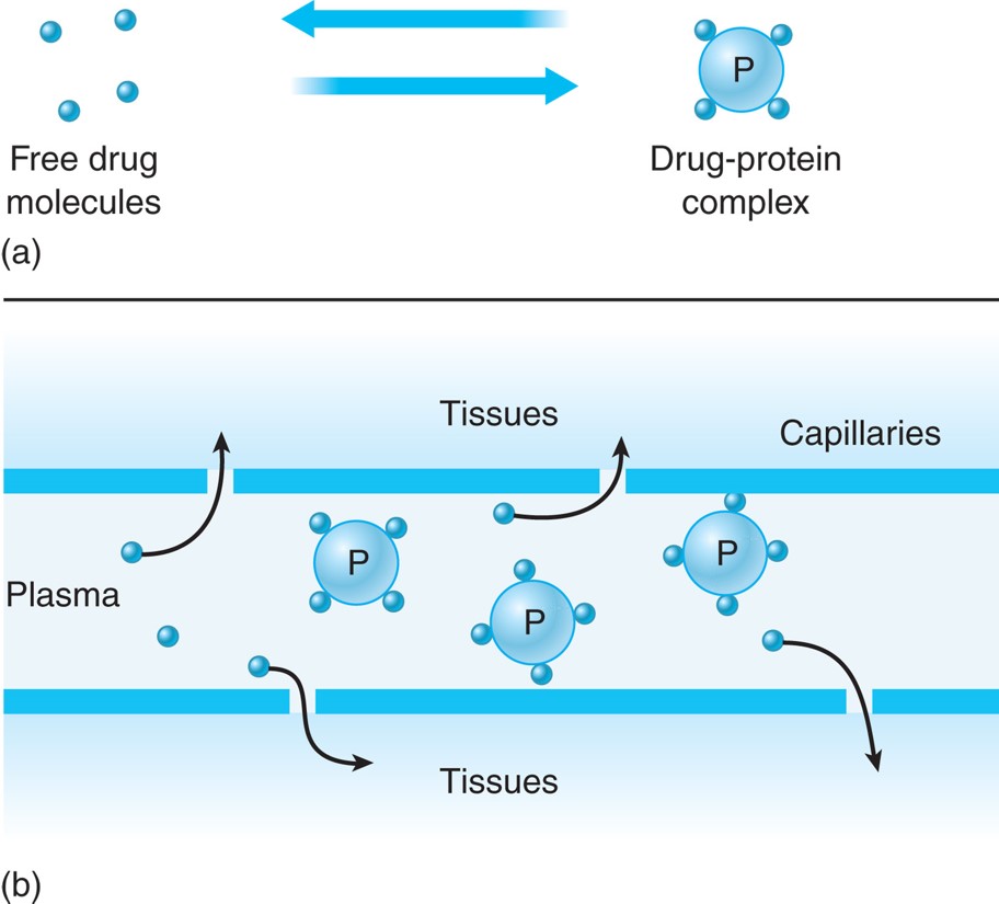 Plasma protein binding and drug availability. (a) Drug exists in a free state or bound to plasma ...