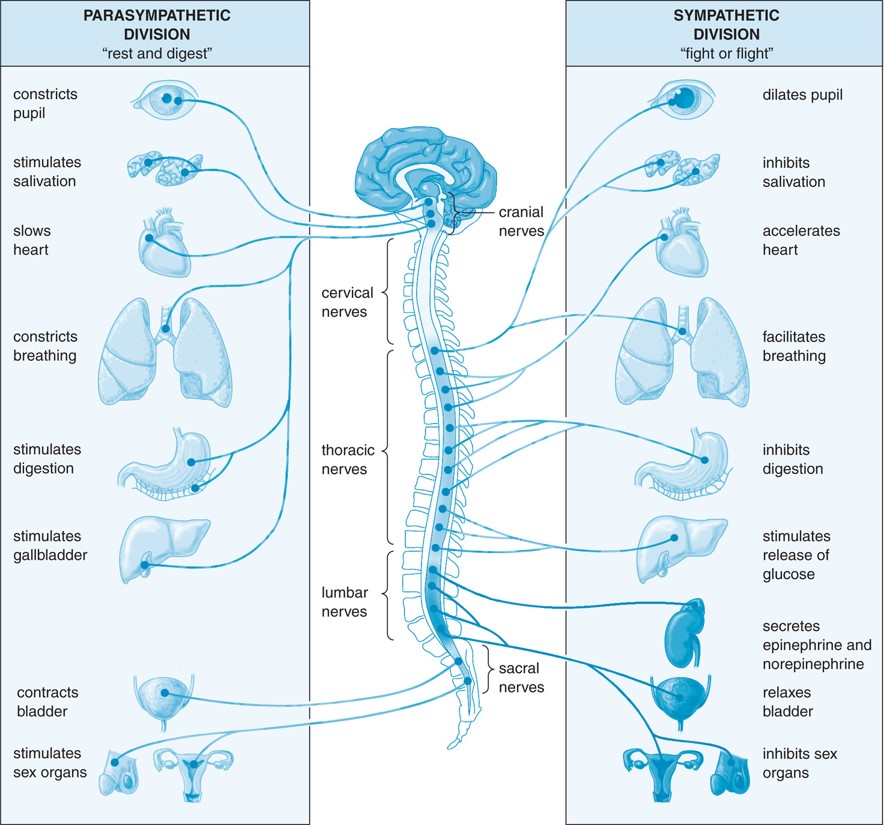 Effects of the sympathetic and parasympathetic nervous systems.