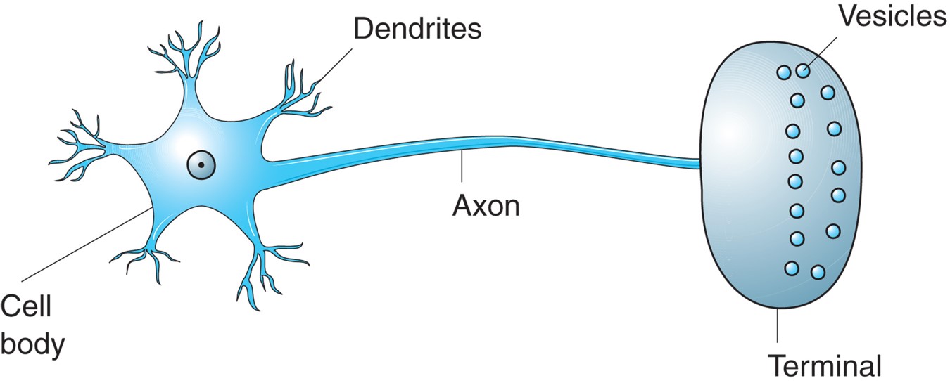 Diagram of a neuron.