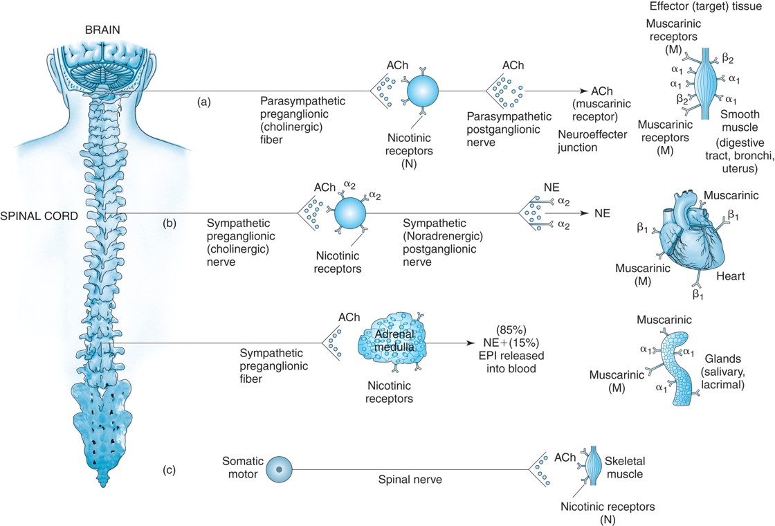 (a) Parasympathetic pathway. ACh is released from the preganglionic neuron over the synapse and ...