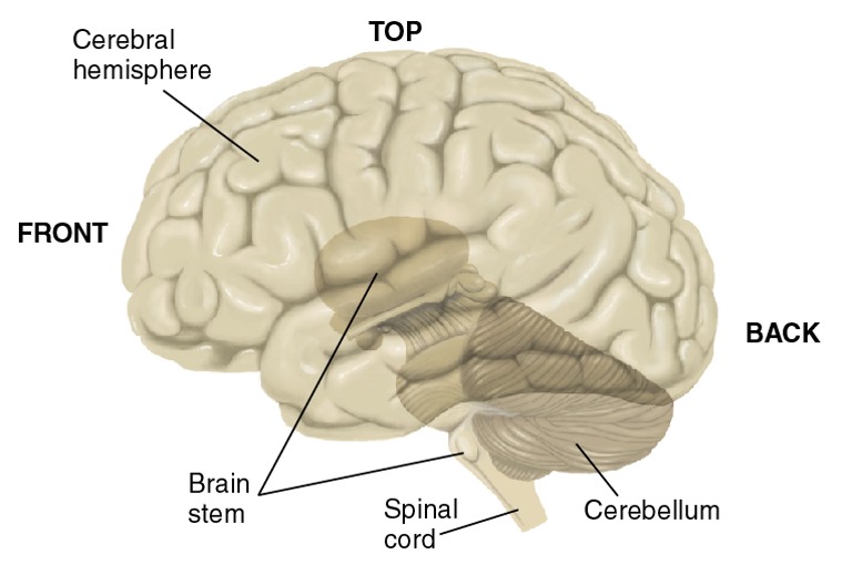 A View of the Left Side of the Brain