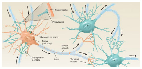 The Basic Parts of a Neuron