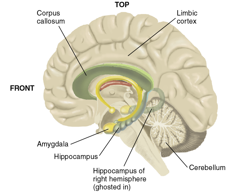 Principle Structures of the Limbic System