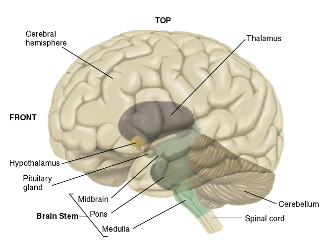 The Brain Stem and Cerebellum