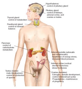 Endocrine System