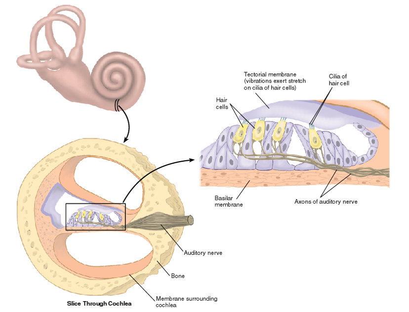 The Transduction of Sound Vibrations in the Auditory System