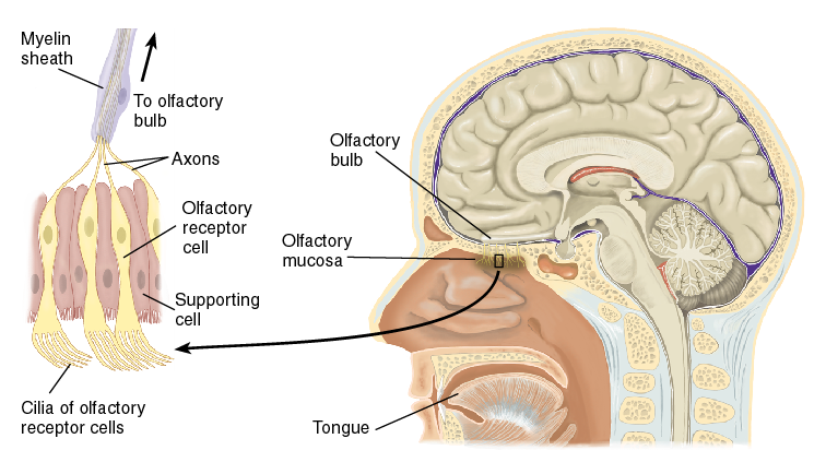 The Olfactory System