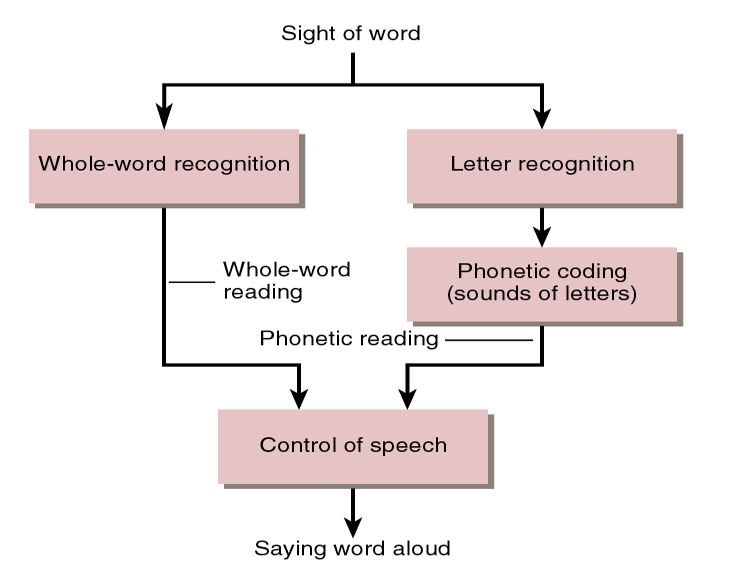 Phonetic and Whole-Word  Recognition