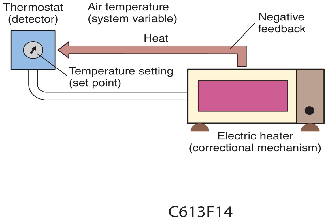 Example of a Regulatory System