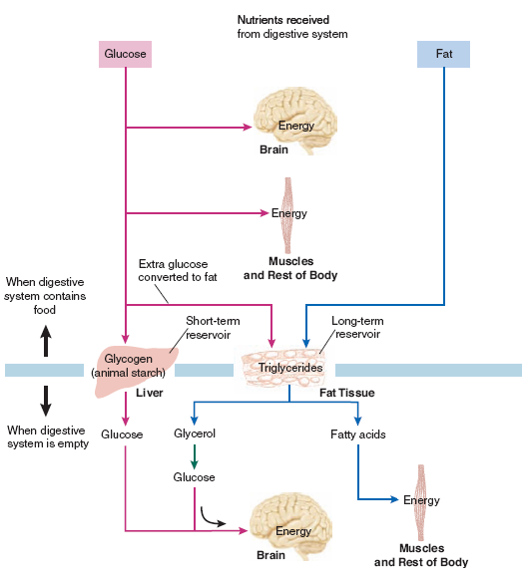 Overview of Food Metabolism