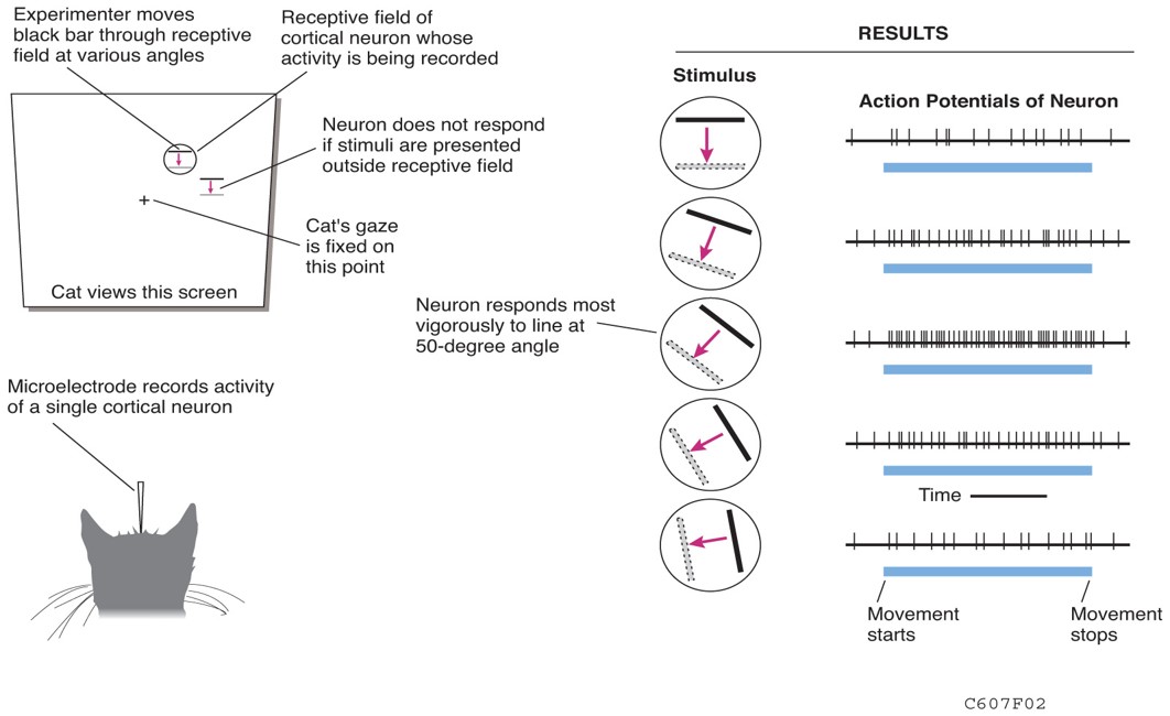 Primary Visual Cortex