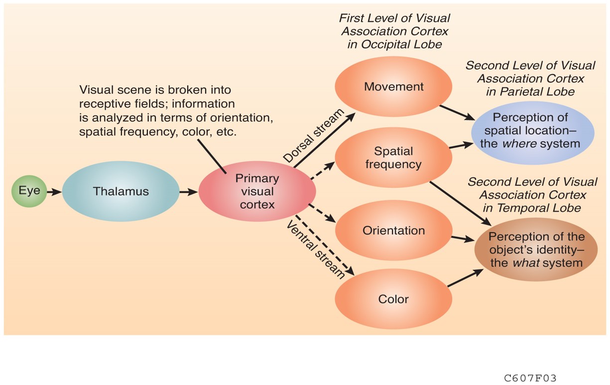 Schematic Diagram 