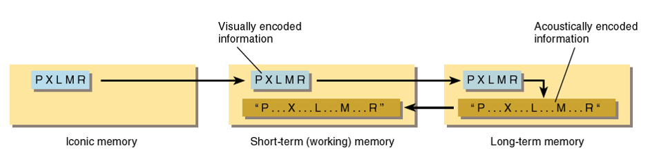 Relations Between Iconic Memory, Short-Term Memory, and Long-Term Memory