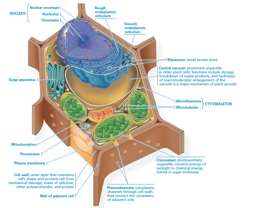 Plant Cell