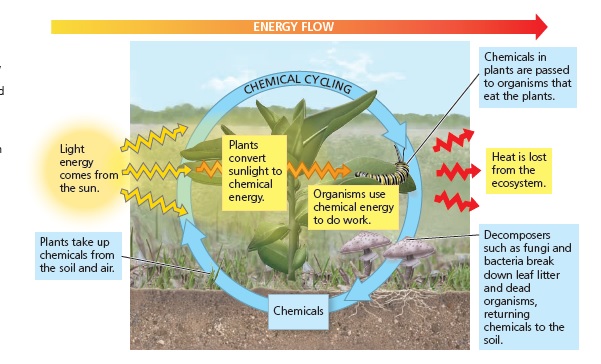 Energy flow and chemical cycling