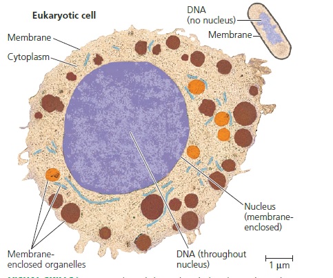 Contrasting eukaryotic and prokaryotic cells in size and complexity