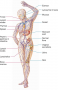 (a) Blue arrows (right side): External components of the innate immune system: human body with skin, ...