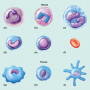 The blood cells are shown in (a)–(f) and the tissue white blood cells are shown in (g), (h), and ...