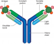 The basic structure of an antibody molecule. Two heavy chains are joined by two light chains. The ...