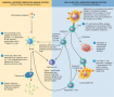 The humoral and cellular immune response. At the left is the humoral (or B-cell mediated); at the ...