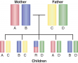 Typical Mendelian pattern of inheritance of HLA haplotypes includes children AC, BC, AD, and BD. ...
