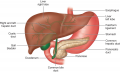 Anatomy of the biliary tree, liver, and gall bladder.